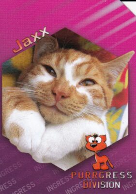 Purrgress Division: Jaxx